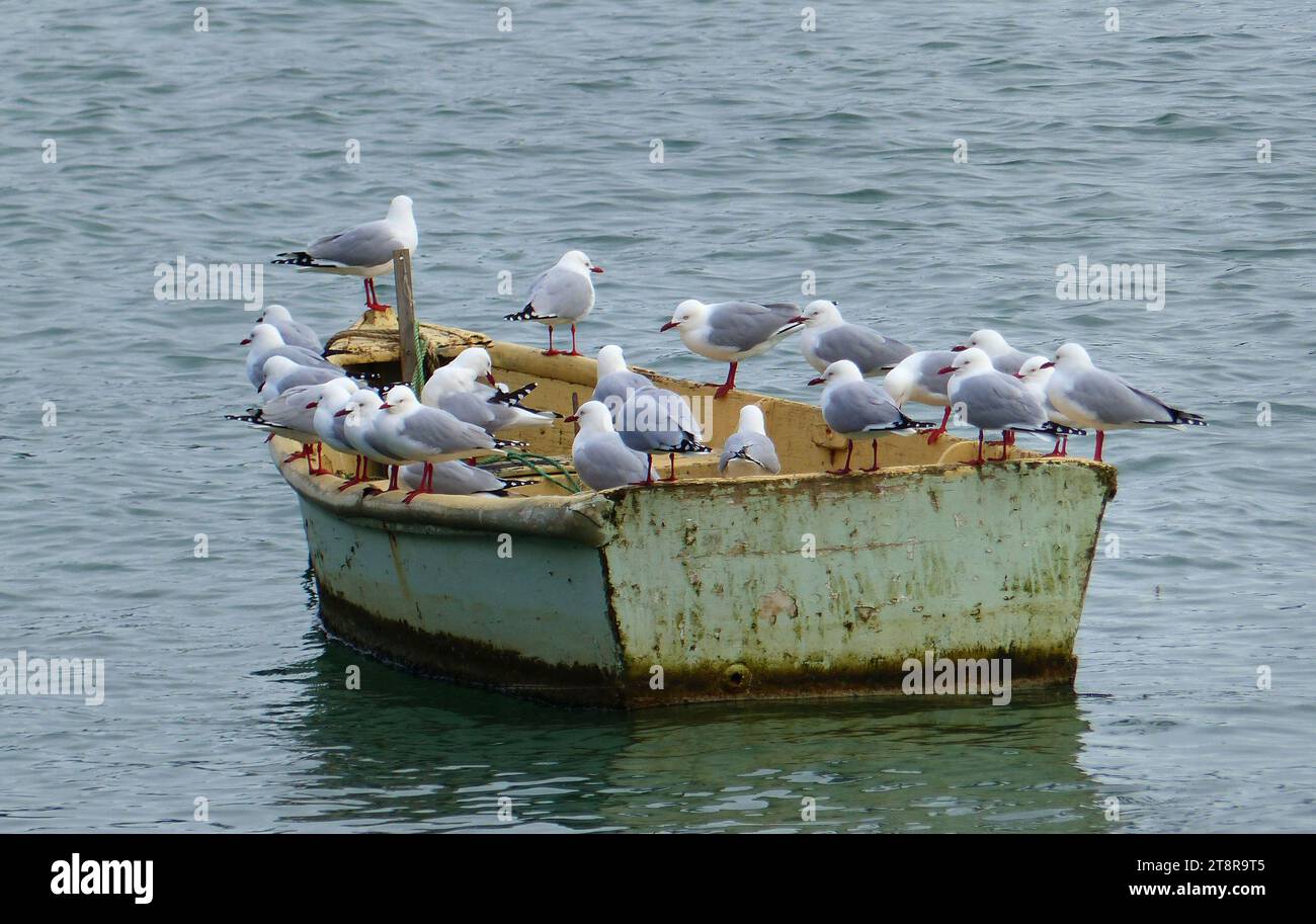 Debout seulement., la mouette à bec rouge, autrefois aussi connue sous le nom de mouette maquereau, est originaire de Nouvelle-Zélande, se trouvant dans tout le pays et sur les îles périphériques, y compris les îles Chatham et les îles subantarctiques Banque D'Images