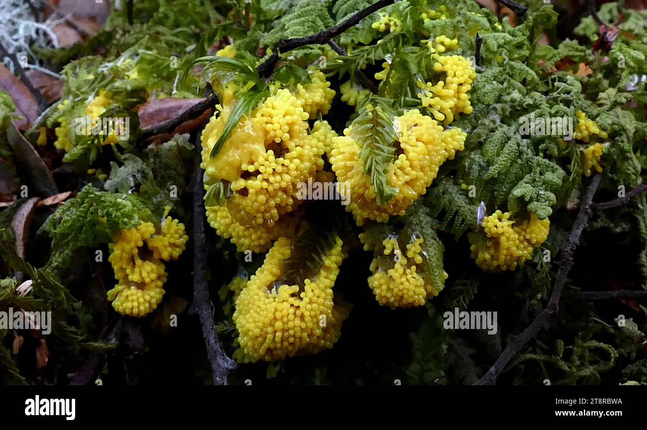 Physarum polycephalum. Physarum polycephalum, littéralement le «slime à plusieurs têtes», est une moisissure de slime qui habite les zones ombragées, fraîches et humides, telles que les feuilles en décomposition et les bûches. Comme les moisissures visqueuses en général, elle est sensible à la lumière ; en particulier, la lumière peut repousser la moisissure visqueuse et être un facteur de déclenchement de la croissance des spores Banque D'Images
