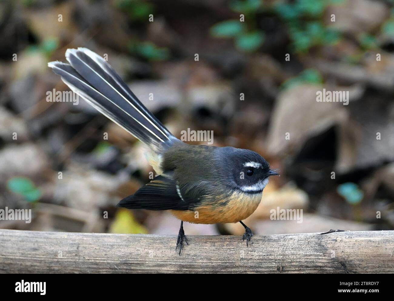 Le fantail de Nouvelle-Zélande (Rhipidura fuliginosa), le fantail est l'un des oiseaux les plus connus de Nouvelle-Zélande, avec sa queue fendue distinctive et son chant fort, et surtout parce qu'il s'approche souvent à moins d'un mètre ou deux des personnes. Sa large répartition et ses préférences en matière d'habitat, y compris la fréquentation des parcs et jardins urbains bien boisés, signifie que la plupart des gens rencontrent occasionnellement des fantails. Ils peuvent être assez confiants, continuer à construire des nids ou visiter leurs oisillons avec de la nourriture quand les gens regardent tranquillement. Il existe deux formes de couleurs ou morphes de fantasme Banque D'Images