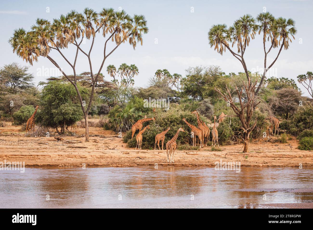 Animaux sauvages - girafes réticulées - Réserve nationale de Samburu, Nord du Kenya Banque D'Images