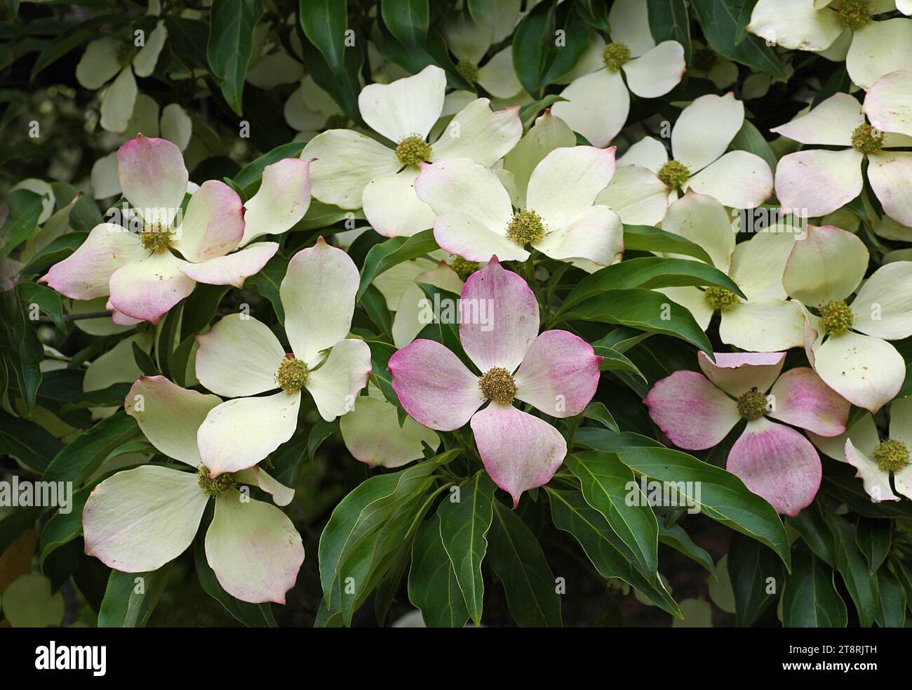 Cornus florida (cornouilles à fleurs) est une espèce de plante à fleurs de la famille des Cornaceae originaire de l'est de l'Amérique du Nord et du nord du Mexique. Une population endémique s'étendait autrefois de la côte sud du Maine au sud jusqu'au nord de la Floride et à l'ouest jusqu'au fleuve Mississippi Banque D'Images