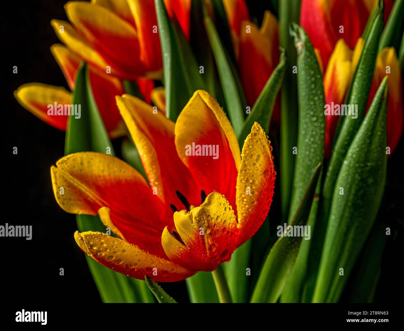 Tulipes, Tulipa, est un genre de géophytes bulbifères herbacées pérennes à floraison printanière Banque D'Images