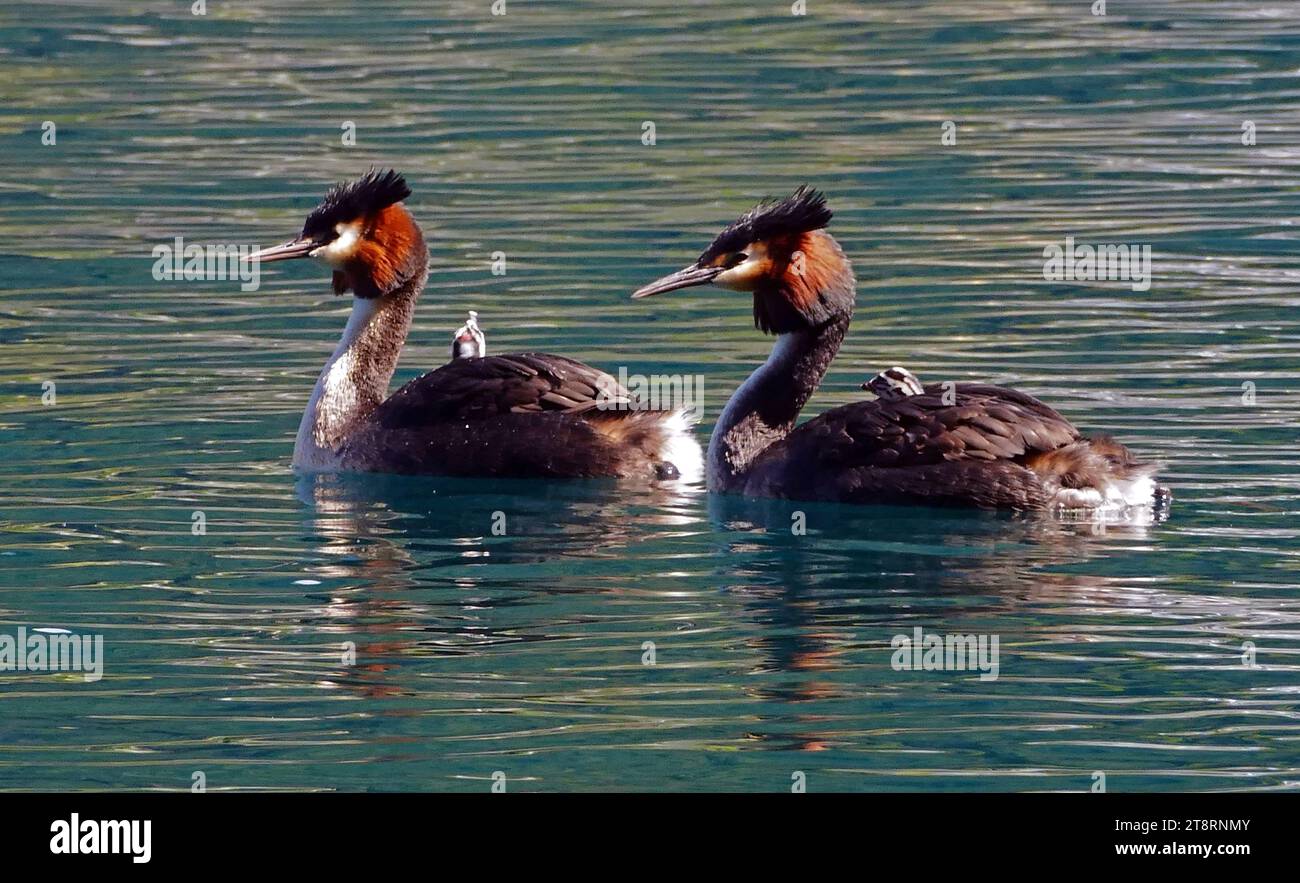 Podiceps cristatus (Podiceps cristatus), le Grèbe australasien à crêtes est un oiseau plongeant majestueux et distinctif que l'on voit habituellement sur les lacs du sud de la Nouvelle-Zélande où il se reproduit. Il a un cou élancé, un bec noir pointu et une tête avec une double crête noire distinctive et des volants châtaigniers brillants et des joues noires, qu'il utilise dans ses affichages d'accouplement complexes et bizarres. Il est inhabituel pour la façon dont il porte ses jeunes sur son dos lors de la natation. Le grèbe à crête appartient à un ancien ordre d'oiseaux aquatiques plongeurs que l'on trouve sur tous les continents du monde. Banque D'Images