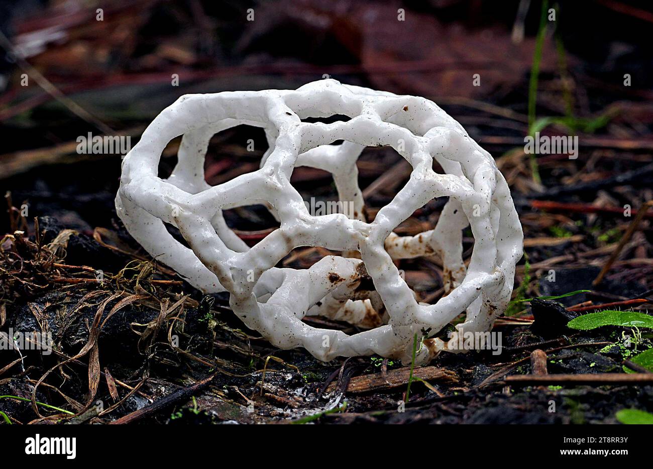 Le cibarium d'Ileodictyon. Ileodictyon cibarium est une espèce saprobique de champignon de la famille des Phallaceae. Il est originaire de Nouvelle-Zélande, où il est communément appelé champignon panier ou champignon panier blanc, faisant allusion aux corps fructifiants qui ont la forme d'une boule ronde ou ovale avec des branches entrelacées ou grillagées Banque D'Images