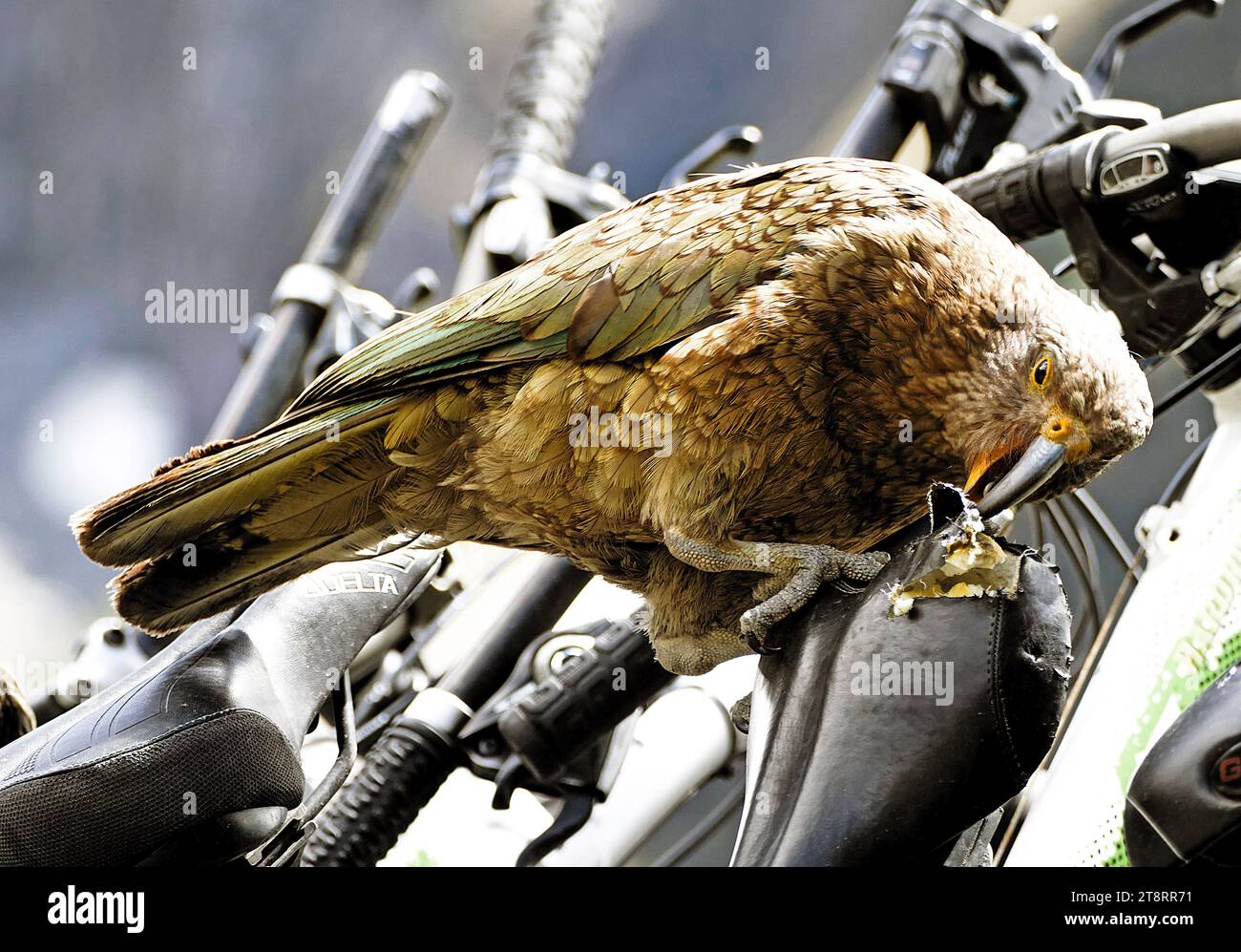 Destructeur Kea NZ. (Nestor notabilis), rencontrez le perroquet thats aussi intelligent qu'un singe : les Néo-Zélandais possèdent kea. Surnommé le Clown des Alpes, cet oiseau est annoncé comme l'oiseau le plus intelligent du monde. Il est également annoncé comme le plus cheekiest. Résident permanent des montagnes néo-zélandaises (et le seul perroquet alpin au monde), le kea est l'un des rares grands oiseaux du pays du long nuage blanc qui n'a pas oublié comment voler. Jetez un coup d'œil à un kea en vol et vous ne l'oublierez pas non plus : l'oiseau passe d'un vert olive élégant à des éclats brillants d'orange vif, écarlate et jaune Banque D'Images