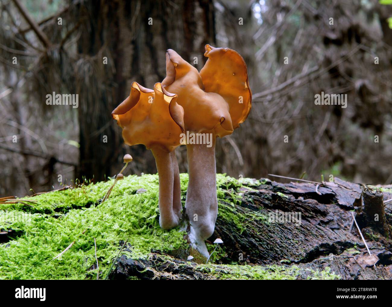 Gyromitra tasmanica (fausse morille), les fausses morilles. Ces grands discomycètes operculés ont des coiffes lobées et déformées, parfois en forme de selle et des tiges bien définies Banque D'Images