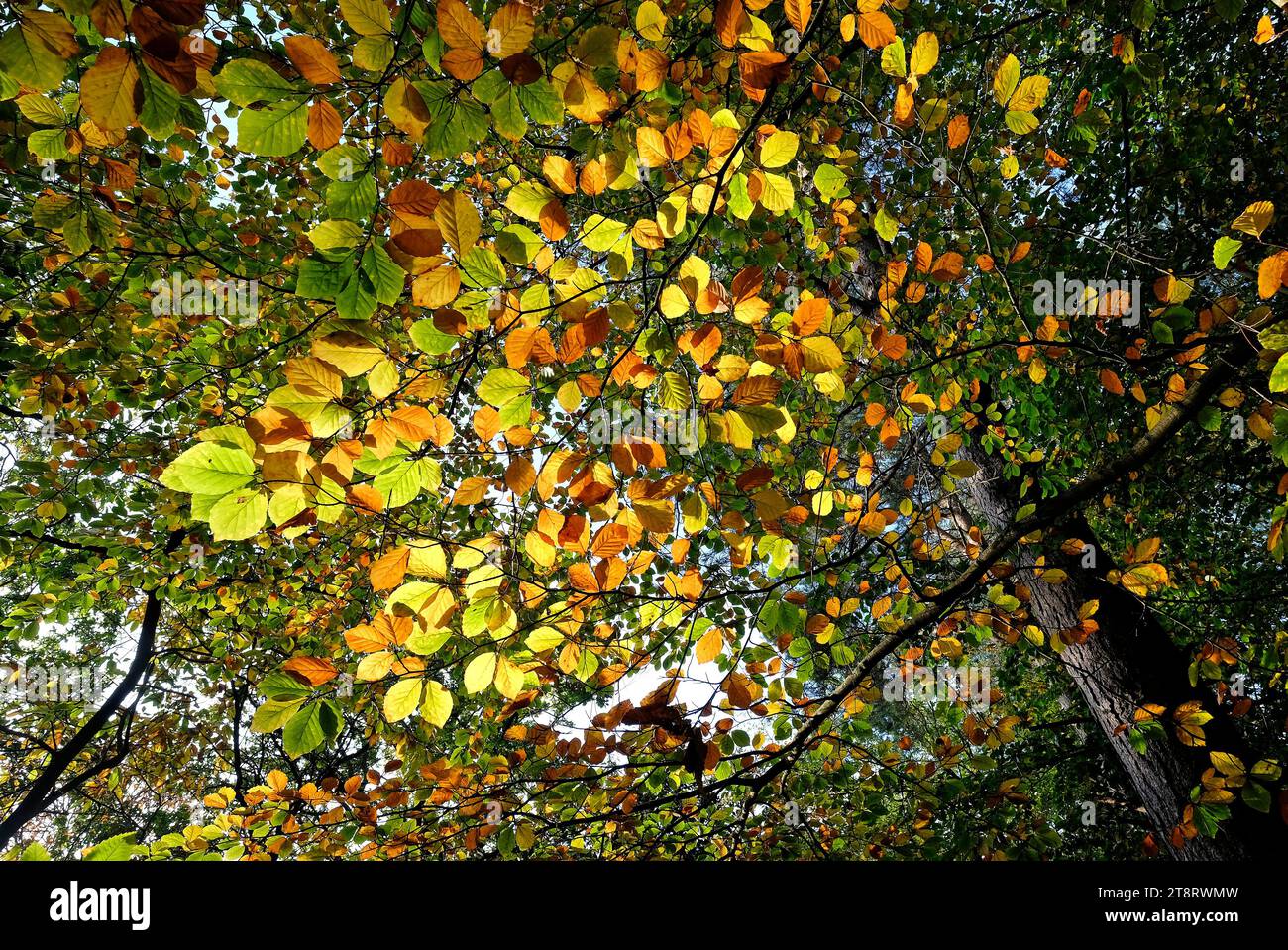 feuilles d'automne dans un cadre boisé, norfolk, angleterre Banque D'Images