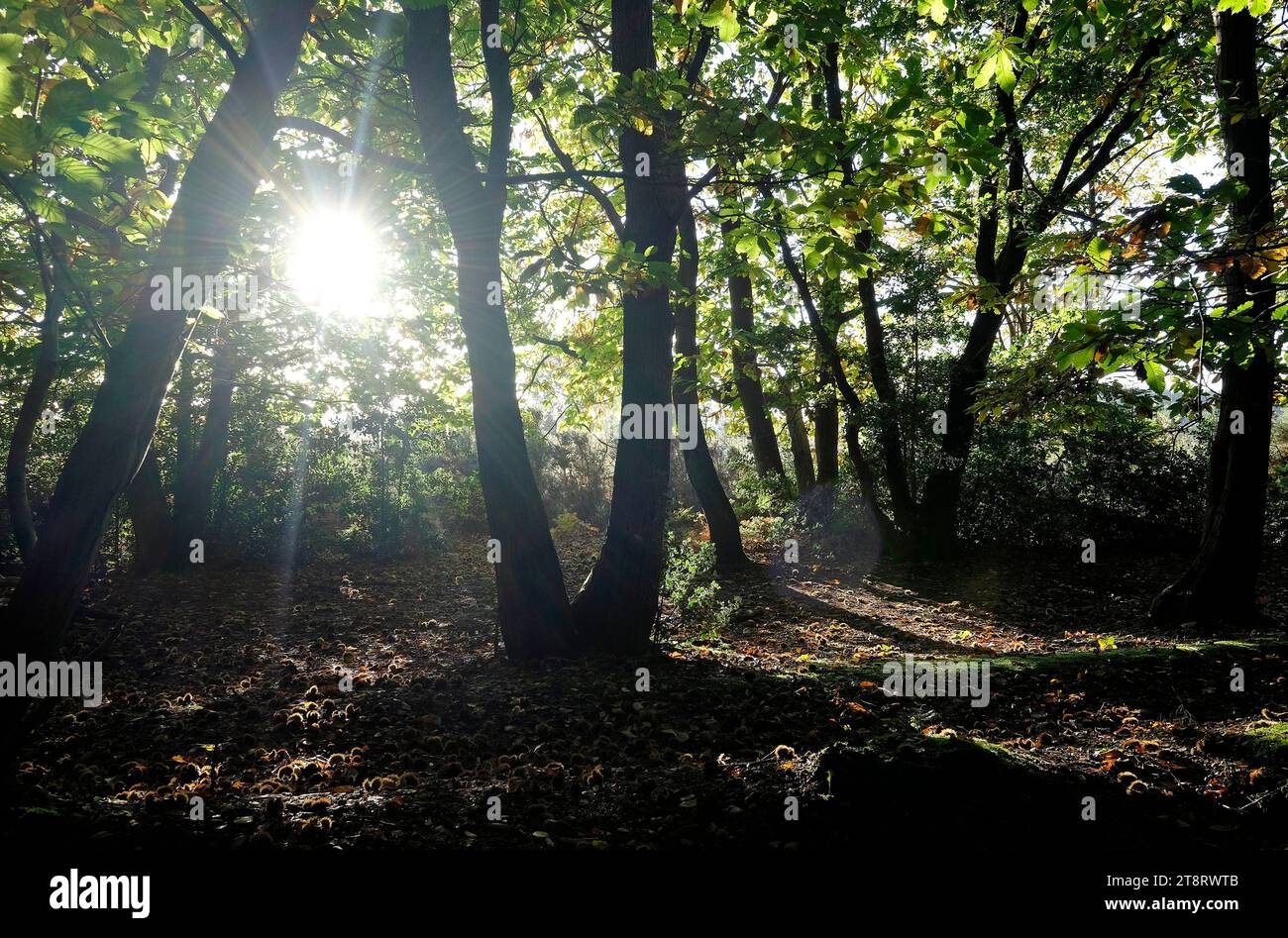 sunburst à travers les arbres dans les bois d'automne, norfolk, angleterre Banque D'Images