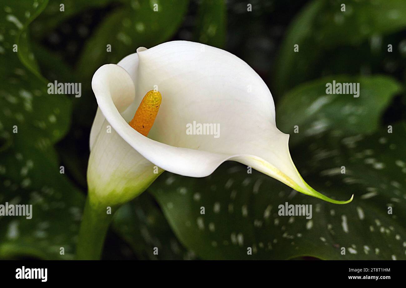 Le lys arum (Zantedeschia aethiopica), cultivé comme ornement, cette plante peut atteindre 1 m de haut. Parfois utilisé dans les arrangements floraux Banque D'Images