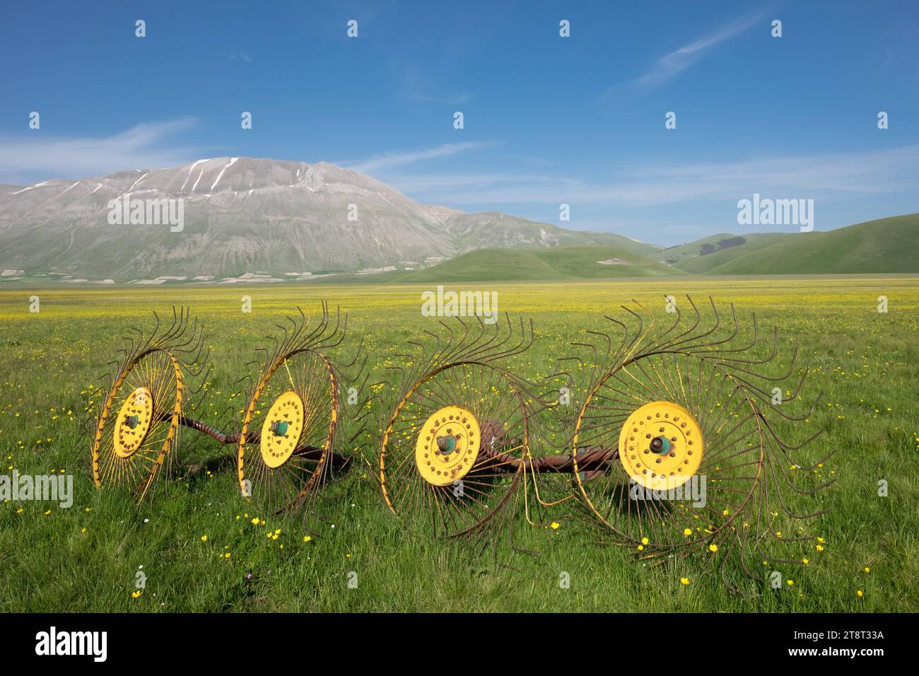 La floraison des lentilles 2016 Castelluccio di Norcia dans le parc Sibillini Banque D'Images