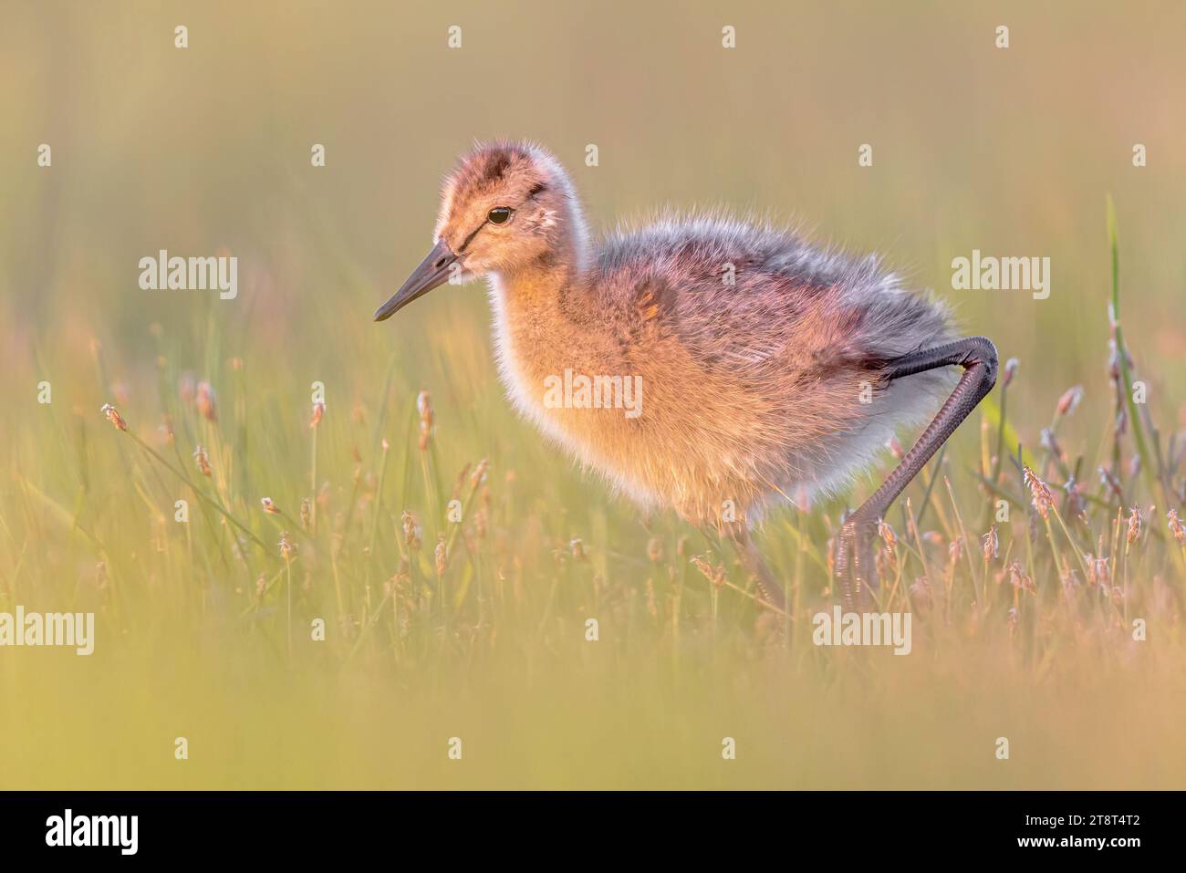 Godoul à queue noire (Limosa limosa) recherche de poussins pour les insectes dans les prairies naturelles. C'est l'une des espèces cibles d'oiseaux de wader dans la nature néerlandaise pro Banque D'Images