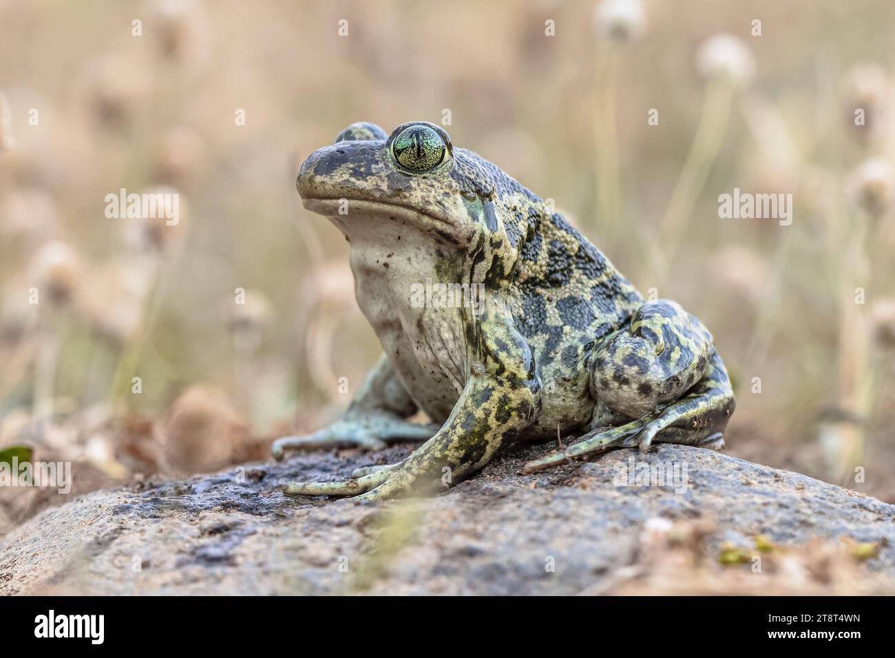 Crapaud de l'est ou crapaud de la Syrie (Pelobates syriacus), crapaud posant sur la pierre dans l'habitat naturel. Cet amphibien se trouve sur l'île de Lesbos, GR Banque D'Images