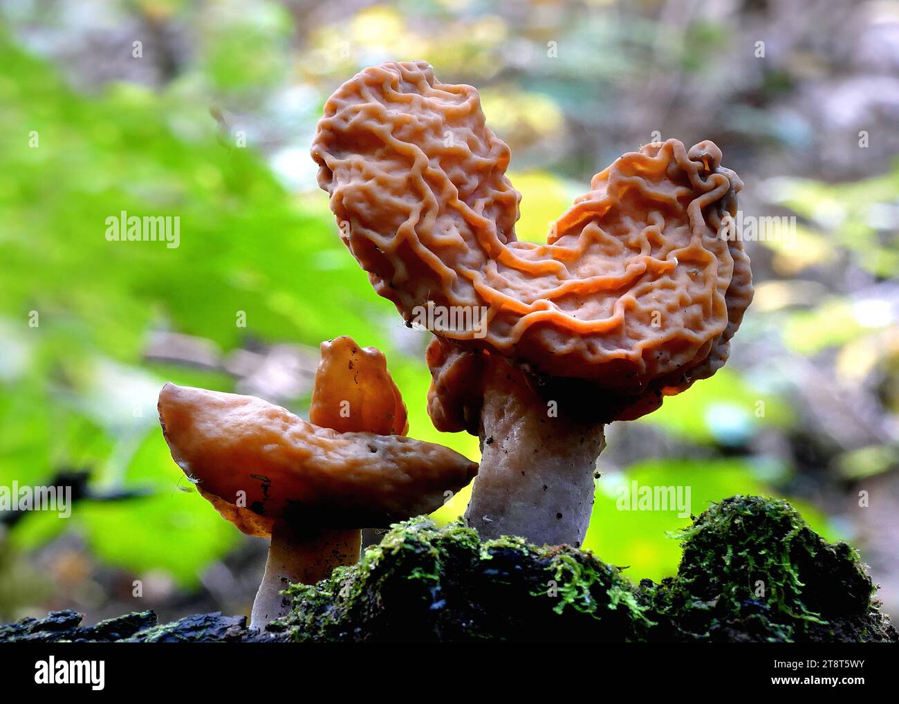 Gyromitra tasmanica Faux morilles, les fausses morilles. Ces grands discomycètes operculés ont des coiffes lobées et déformées, parfois en forme de selle et des tiges bien définies Banque D'Images