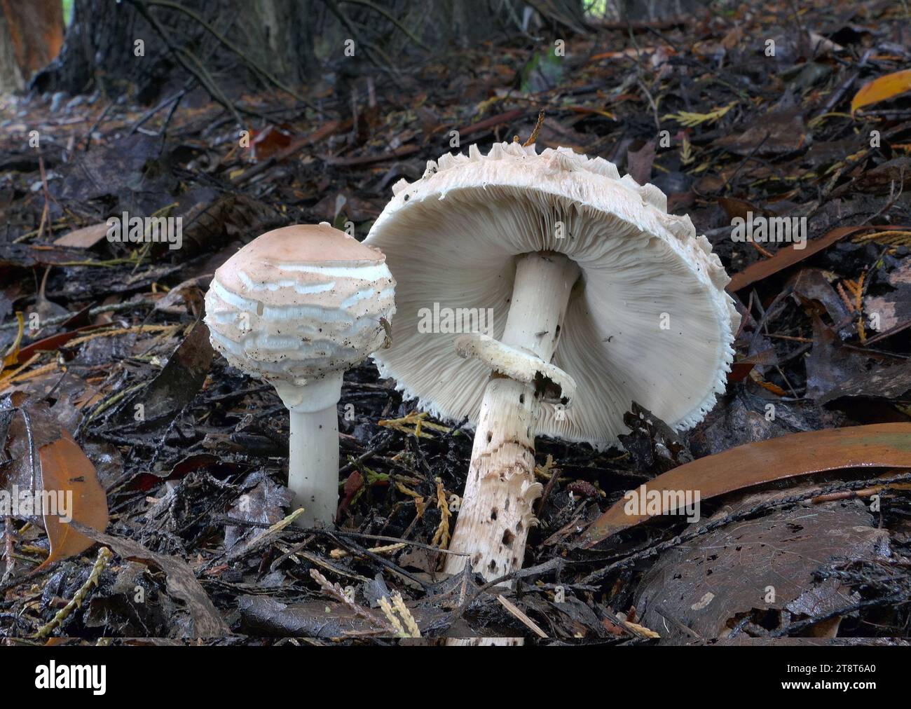 Le champignon parasol, Macrolepiota procera, est un champignon basidiomycète avec un gros corps de fructification proéminent ressemblant à un parasol. C'est une espèce assez commune sur les sols bien drainés. On le trouve solitaire ou en groupes et anneaux de fées dans les pâturages et occasionnellement dans les bois Banque D'Images