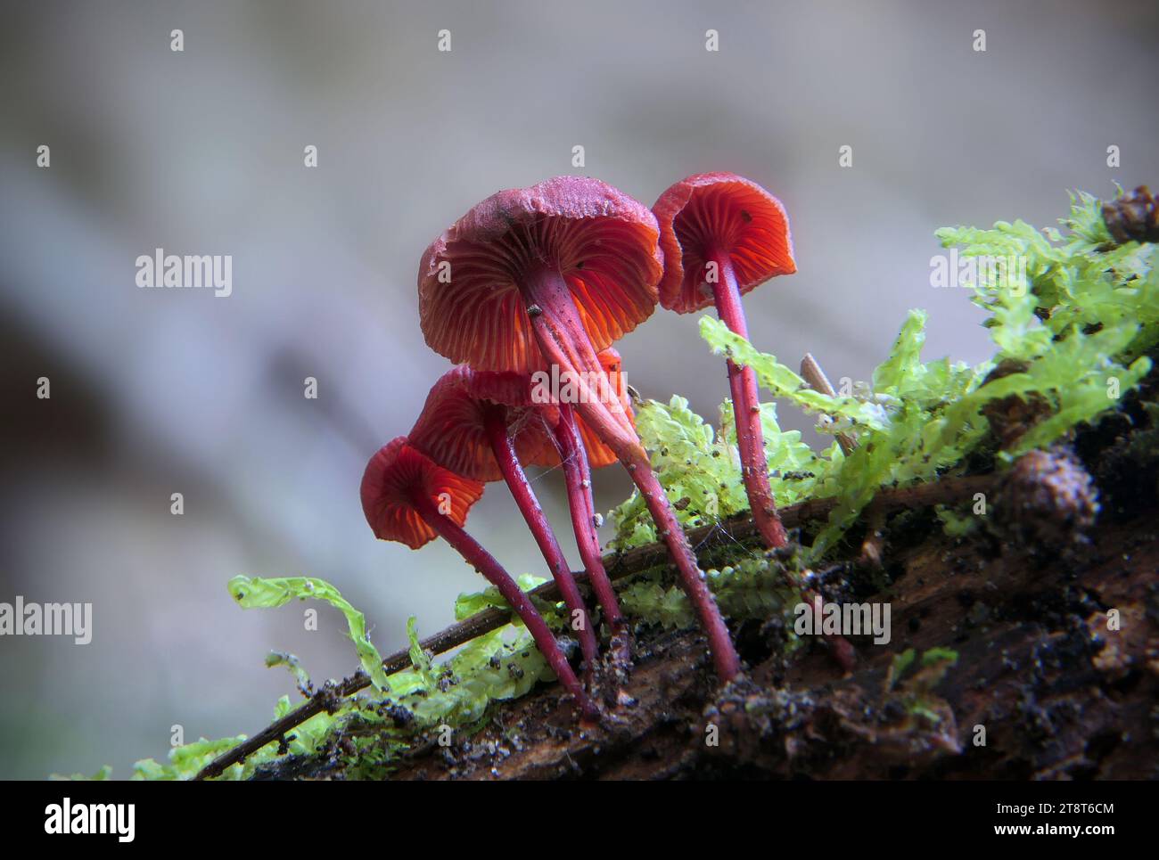 Cruentomycena viscidocruenta, Cruentomycena viscidocruenta, communément appelé bonnet de rubis, est une espèce de champignon agarique de la famille des Mycenaceae. On le trouve dans les zones boisées humides d'Australie et de Nouvelle-Zélande, souvent en petits groupes sur du bois pourri Banque D'Images