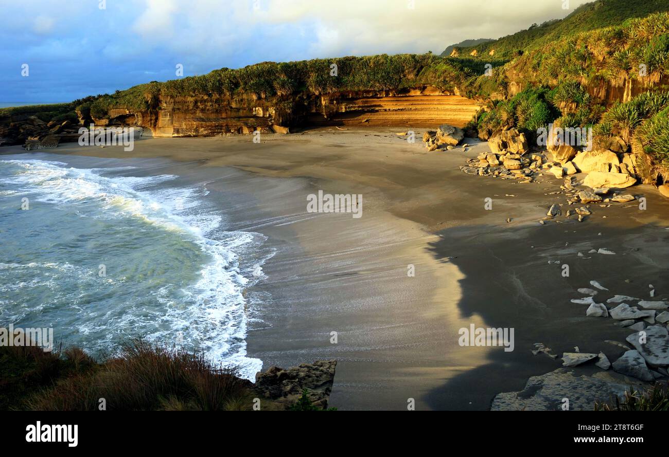 La Westcoast préservée. NZ, Truman Track est une promenade à travers la forêt subtropicale intacte où les arbres podocarp et rātā se dressent au-dessus de fourrés de vignes et de palmiers nīkau Banque D'Images