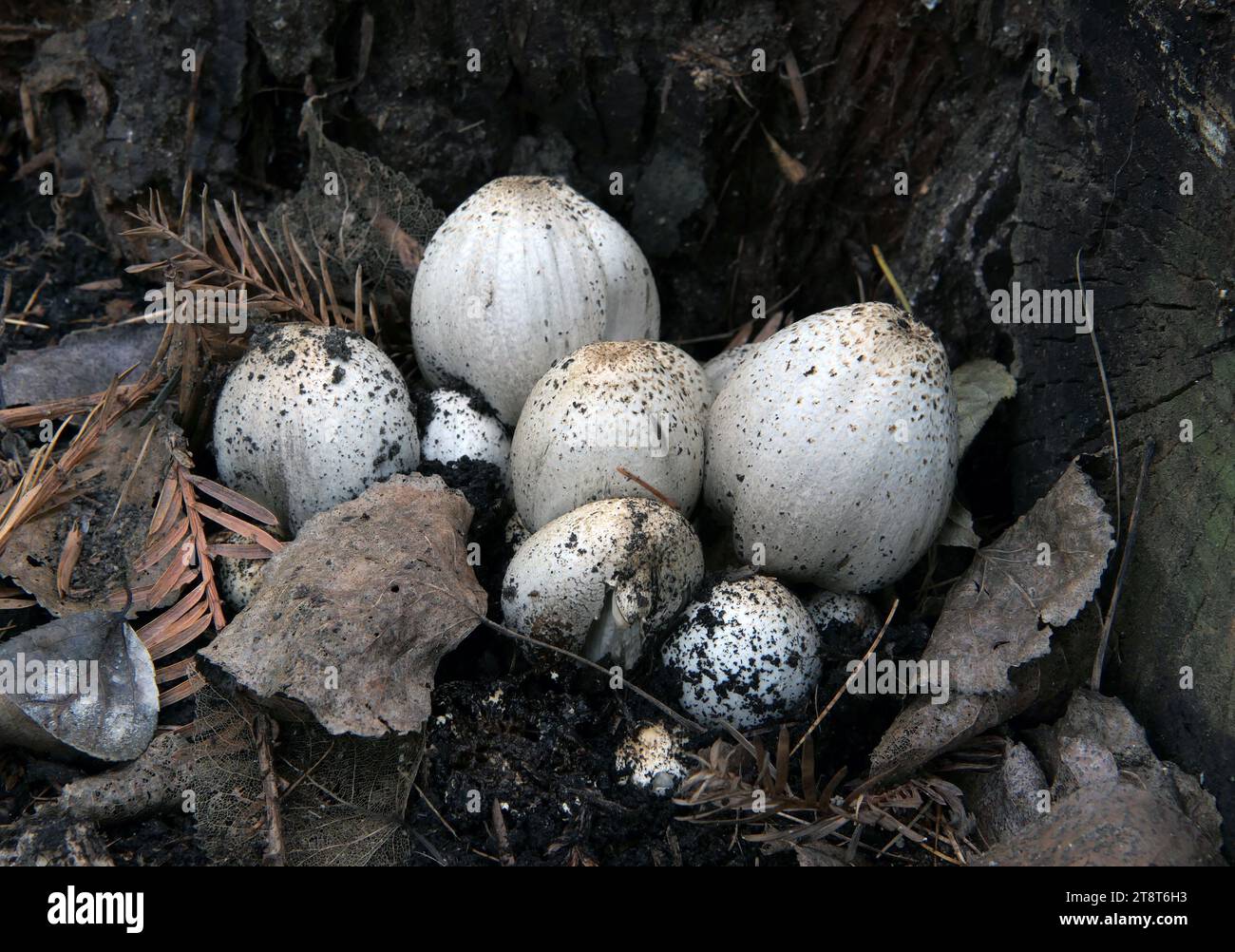 Shaggy Inkcaps, Coprinus comatus, le chapeau d'encre shaggy, perruque d'avocat, ou crinière shaggy, est un champignon commun souvent vu pousser sur les pelouses, le long des routes de gravier et des zones de déchets. Les jeunes corps fruitiers apparaissent d'abord comme des cylindres blancs émergeant du sol, puis les capuchons en forme de cloche s'ouvrent Banque D'Images