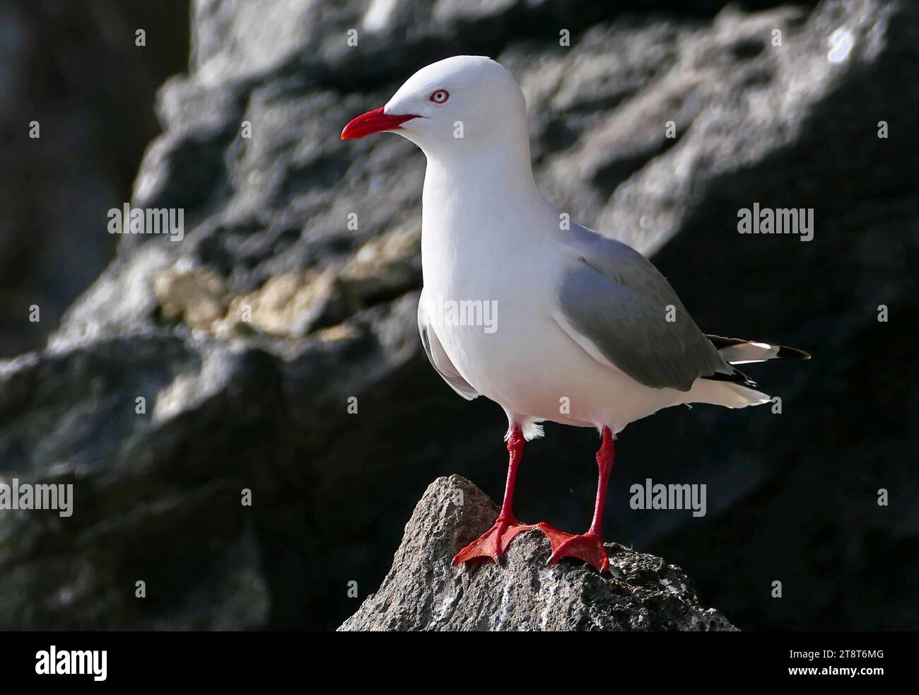 Mouette à bec rouge, la mouette à bec rouge, également connue sous le nom de mouette maquereau, est originaire de Nouvelle-Zélande, se trouvant dans tout le pays et sur les îles périphériques, y compris les îles Chatham et les îles subantarctiques Banque D'Images