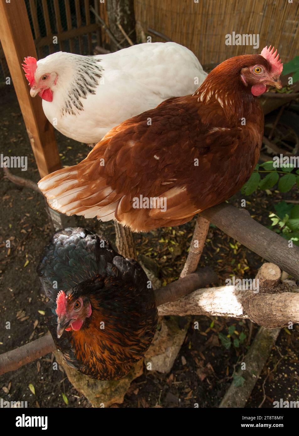 Paris, France. 21 novembre 2023. Photo du dossier datée du 9 septembre 2015. Poulets dans un jardin à Rosny sous Bois près de Paris. L'agence de santé recommande de ne pas consommer les œufs « contaminés » provenant de poulaillers domestiques à Paris le 20 novembre 2023. Une contamination généralisée des sols et des œufs de poules d’élevage domestique à Paris et dans les départements de la banlieue intérieure par des polluants organiques persistants a été constatée. Photo de Christophe Geyres/ABACAPRESS.COM crédit : Abaca Press/Alamy Live News Banque D'Images