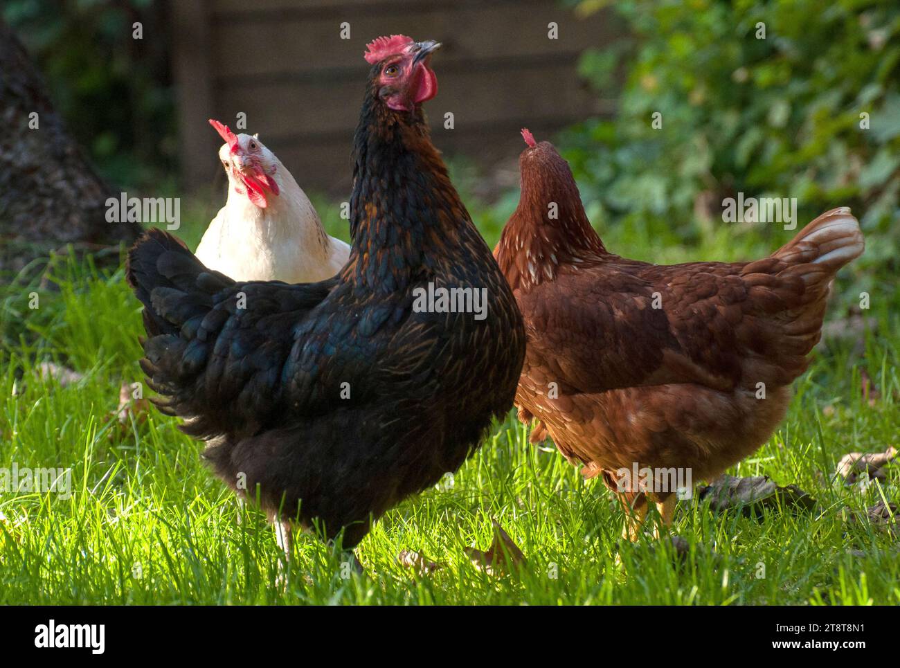 Paris, France. 21 novembre 2023. Photo du dossier datée du 9 septembre 2015. Poulets dans un jardin à Rosny sous Bois près de Paris. L'agence de santé recommande de ne pas consommer les œufs « contaminés » provenant de poulaillers domestiques à Paris le 20 novembre 2023. Une contamination généralisée des sols et des œufs de poules d’élevage domestique à Paris et dans les départements de la banlieue intérieure par des polluants organiques persistants a été constatée. Photo de Christophe Geyres/ABACAPRESS.COM crédit : Abaca Press/Alamy Live News Banque D'Images