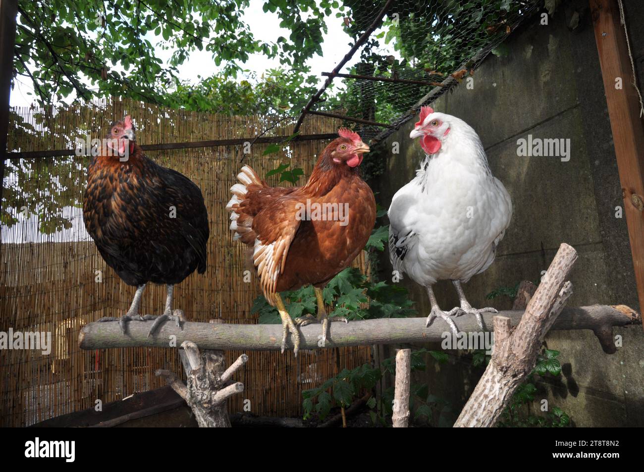 Paris, France. 21 novembre 2023. Photo du dossier datée du 9 septembre 2015. Poulets dans un jardin à Rosny sous Bois près de Paris. L'agence de santé recommande de ne pas consommer les œufs « contaminés » provenant de poulaillers domestiques à Paris le 20 novembre 2023. Une contamination généralisée des sols et des œufs de poules d’élevage domestique à Paris et dans les départements de la banlieue intérieure par des polluants organiques persistants a été constatée. Photo de Christophe Geyres/ABACAPRESS.COM crédit : Abaca Press/Alamy Live News Banque D'Images