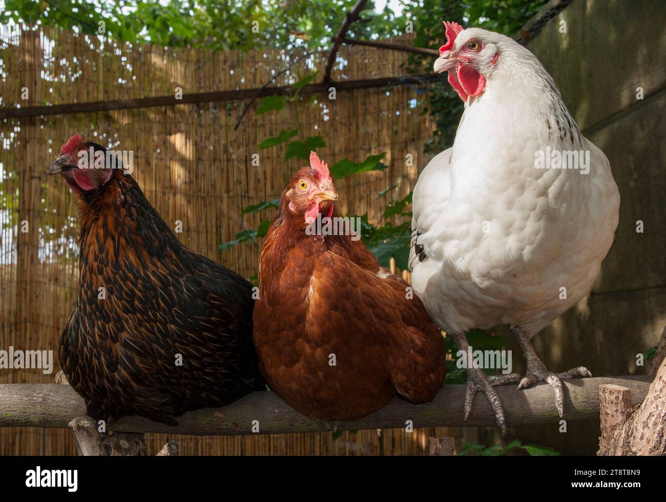 Paris, France. 21 novembre 2023. Photo du dossier datée du 9 septembre 2015. Poulets dans un jardin à Rosny sous Bois près de Paris. L'agence de santé recommande de ne pas consommer les œufs « contaminés » provenant de poulaillers domestiques à Paris le 20 novembre 2023. Une contamination généralisée des sols et des œufs de poules d’élevage domestique à Paris et dans les départements de la banlieue intérieure par des polluants organiques persistants a été constatée. Photo de Christophe Geyres/ABACAPRESS.COM crédit : Abaca Press/Alamy Live News Banque D'Images