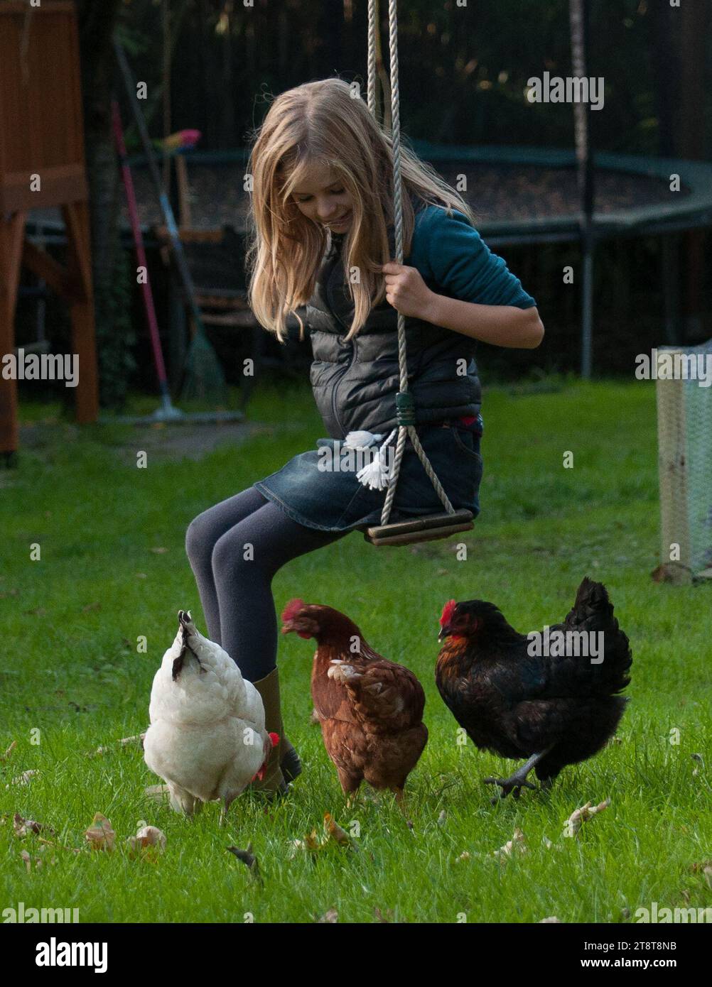Paris, France. 21 novembre 2023. Photo du dossier datée du 9 septembre 2015. Poulets dans un jardin à Rosny sous Bois près de Paris. L'agence de santé recommande de ne pas consommer les œufs « contaminés » provenant de poulaillers domestiques à Paris le 20 novembre 2023. Une contamination généralisée des sols et des œufs de poules d’élevage domestique à Paris et dans les départements de la banlieue intérieure par des polluants organiques persistants a été constatée. Photo de Christophe Geyres/ABACAPRESS.COM crédit : Abaca Press/Alamy Live News Banque D'Images