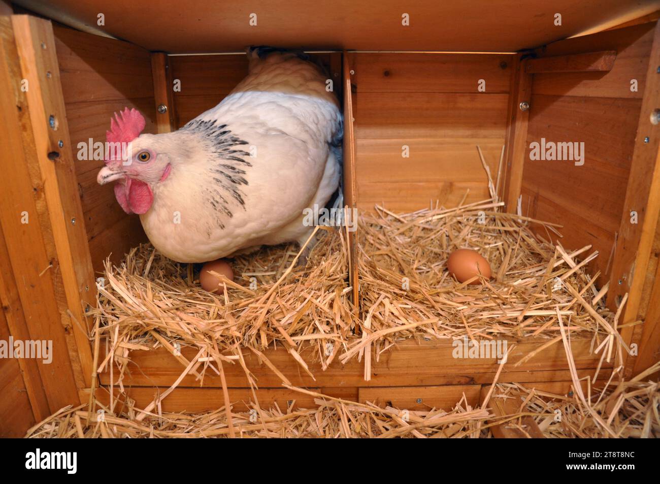 Paris, France. 21 novembre 2023. Photo du dossier datée du 9 septembre 2015. Poulet avec son oeuf dans un jardin à Rosny sous Bois près de Paris. L'agence de santé recommande de ne pas consommer les œufs « contaminés » provenant de poulaillers domestiques à Paris le 20 novembre 2023. Une contamination généralisée des sols et des œufs de poules d’élevage domestique à Paris et dans les départements de la banlieue intérieure par des polluants organiques persistants a été constatée. Photo de Christophe Geyres/ABACAPRESS.COM crédit : Abaca Press/Alamy Live News Banque D'Images