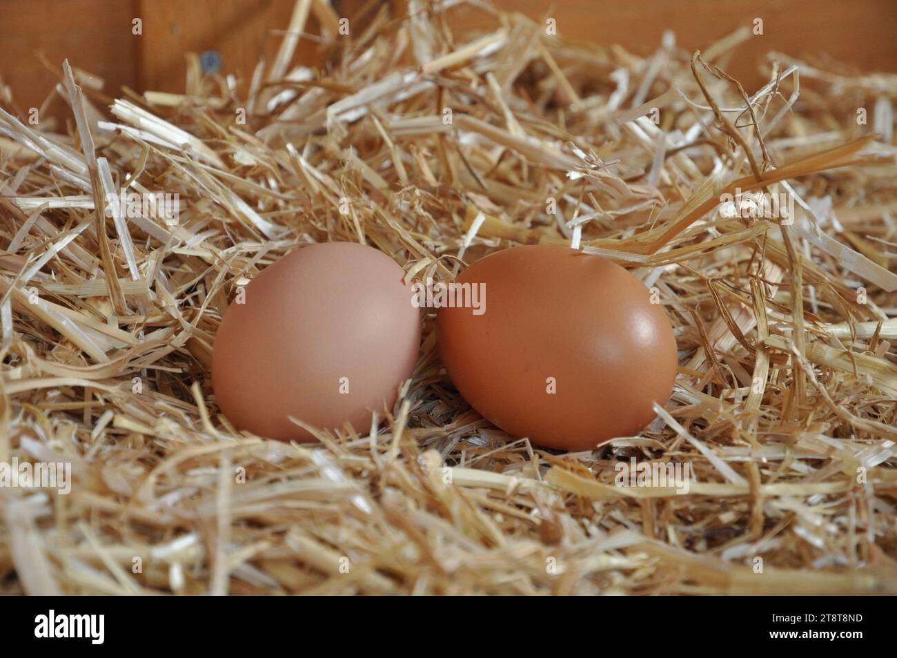 Paris, France. 21 novembre 2023. Photo du dossier datée du 9 septembre 2015. Oeufs de poule dans un jardin à Rosny sous Bois près de Paris. L'agence de santé recommande de ne pas consommer les œufs « contaminés » provenant de poulaillers domestiques à Paris le 20 novembre 2023. Une contamination généralisée des sols et des œufs de poules d’élevage domestique à Paris et dans les départements de la banlieue intérieure par des polluants organiques persistants a été constatée. Photo de Christophe Geyres/ABACAPRESS.COM crédit : Abaca Press/Alamy Live News Banque D'Images