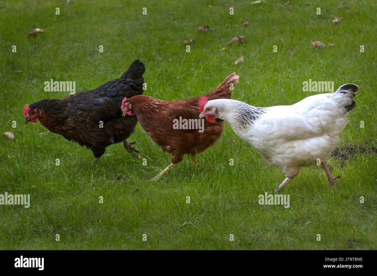 Paris, France. 21 novembre 2023. Photo du dossier datée du 9 septembre 2015. Poulets dans un jardin à Rosny sous Bois près de Paris. L'agence de santé recommande de ne pas consommer les œufs « contaminés » provenant de poulaillers domestiques à Paris le 20 novembre 2023. Une contamination généralisée des sols et des œufs de poules d’élevage domestique à Paris et dans les départements de la banlieue intérieure par des polluants organiques persistants a été constatée. Photo de Christophe Geyres/ABACAPRESS.COM crédit : Abaca Press/Alamy Live News Banque D'Images