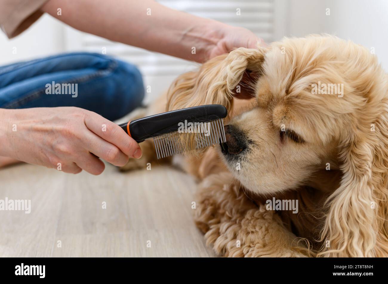 Une jeune femme peigne son chien épagneux de race pure. Gros plan d'un sabot. Banque D'Images