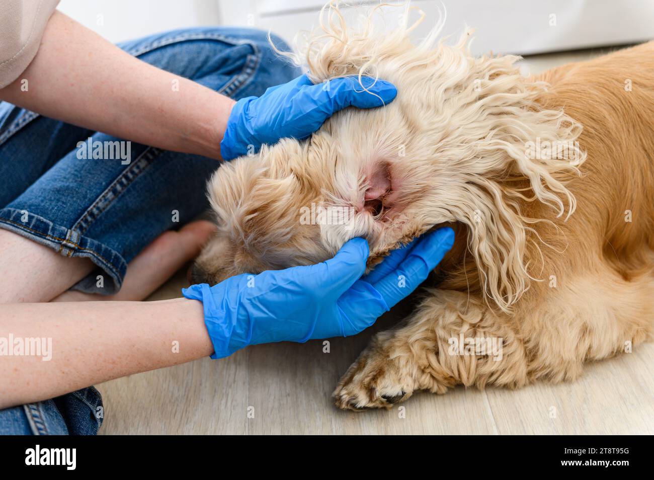 Le vétérinaire examine les oreilles d'un chien épagneux de race pure malade. Banque D'Images