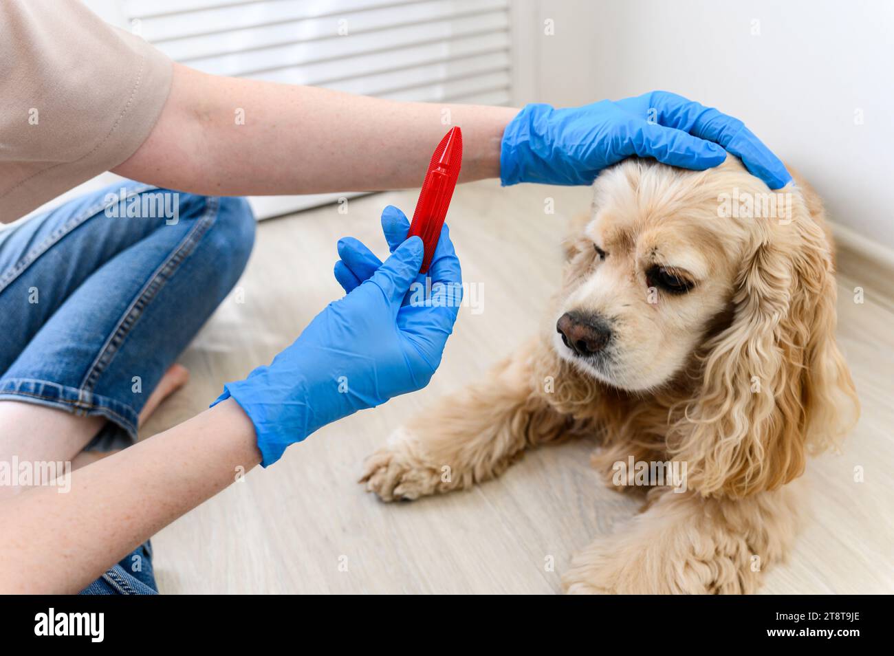 Une femme applique un traitement contre les puces et les tiques à la fourrure de son chien. Banque D'Images