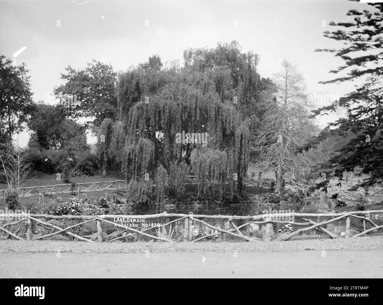 Vue de l'étang ornemental à Auckland, domaine de Nouvelle-Zélande, vue de l'étang ornemental prise de la route. L'étang est entouré d'une clôture en bois rustique. Un saule et d'autres arbres (y compris deux tresses à feuilles caduques) poussent à côté de l'étang. Les lys arum et les plantes de lin poussent au bord de l'eau. P CA 1914 Banque D'Images
