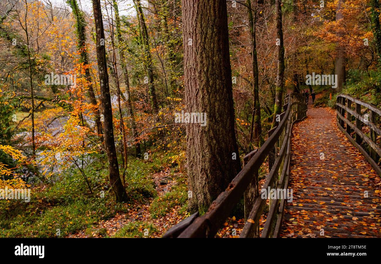 Coed Tan Dinas Walk. Sentier de promenade en bois à travers les bois du parc forestier Gwydir à côté de la rivière Afon Llugwy en automne. Betws-y-Coed, Conwy, pays de Galles, Royaume-Uni Banque D'Images