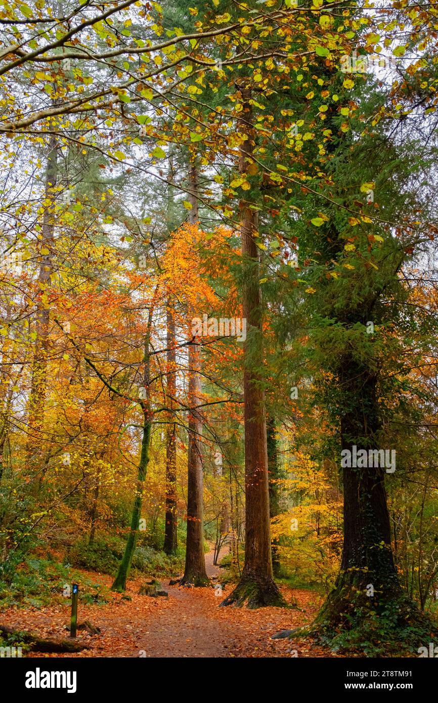 Coed Tan Dinas Walk. Sentier à travers les bois du parc forestier Gwydir avec des sapins Douglas géants en automne. Betws-y-Coed, Conwy, pays de Galles, Royaume-Uni, Grande-Bretagne Banque D'Images