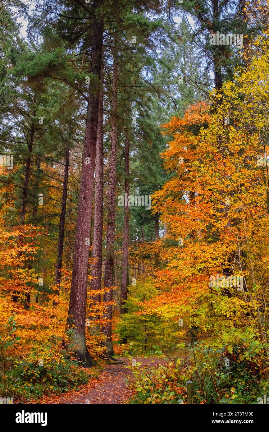 Coed Tan Dinas Walk. Sentier à travers les bois du parc forestier Gwydir avec des sapins Douglas géants en automne. Betws-y-Coed, Conwy, pays de Galles, Royaume-Uni, Grande-Bretagne Banque D'Images