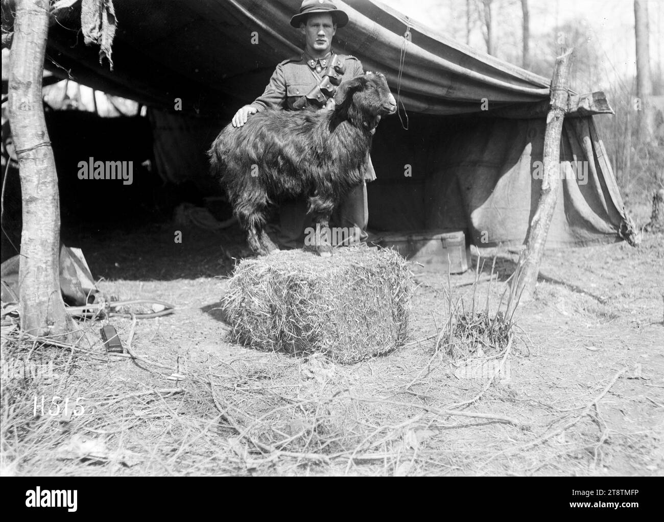 La mascotte de chèvre des ingénieurs néo-zélandais, France, 'Nann', une chèvre égyptienne, une mascotte des ingénieurs néo-zélandais photographiée debout sur une balle de foin avec un soldat debout derrière elle. Photographie prise le 21 avril 1918 Banque D'Images