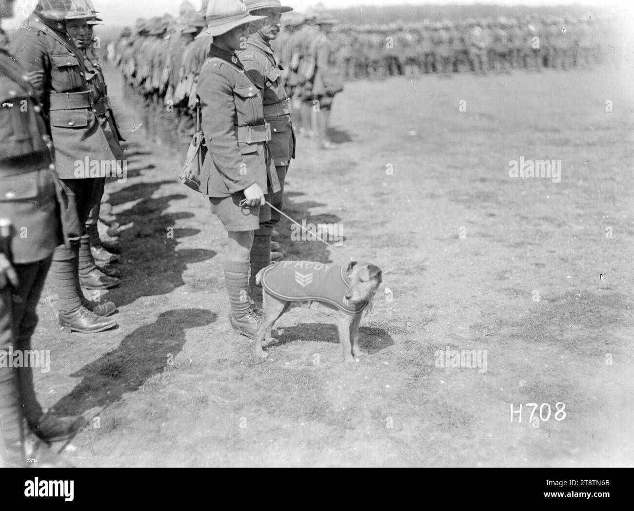 Paddy, la mascotte canine du Wellington, New Zealand Regiment, lors d'une inspection de troupe, première Guerre mondiale, Paddy, portant un manteau avec son nom et des rayures de sergent dessus, regarde autour de l'inspection d'un Wellington, New Zealand Regiment par le Premier ministre William Massey à Vauchelles, France, pendant la première Guerre mondiale Paddy, en laisse, se tient à côté de son maître dont l'uniforme comprend des shorts. Photographie prise le 30 juin 1918 Banque D'Images