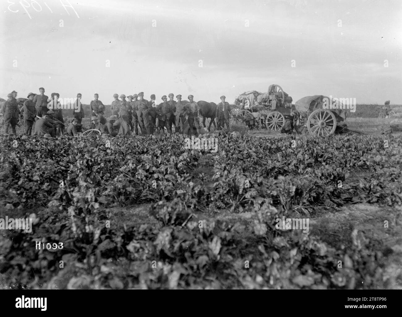 Les troupes néo-zélandaises et anglaises reposent à Esnes, en France, première Guerre mondiale, Une vue générale à travers un champ de troupes néo-zélandaises et anglaises s'arrêtèrent pour se reposer après une marche pendant la première Guerre mondiale Les wagons à proximité sont désattelés. Photographie prise à Esnes, France le 13 octobre 1918 Banque D'Images