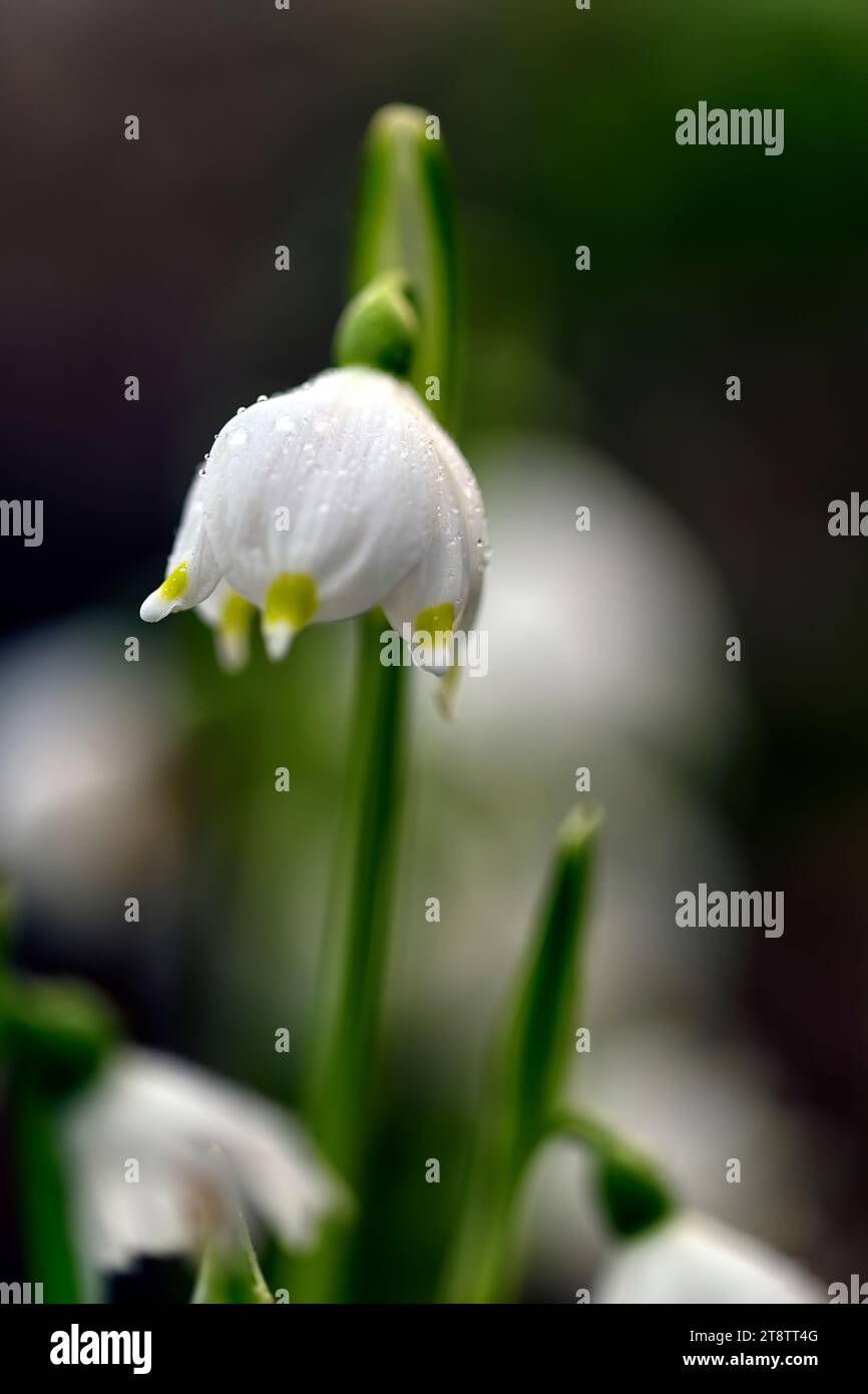 Leucojum vernum,flocon de neige de printemps,fleurs,fleur,formation de bourgeons,fleurs blanches à bout vert,fleur,fleur,en forme de cloche,en forme de cloche,RM Floral Banque D'Images