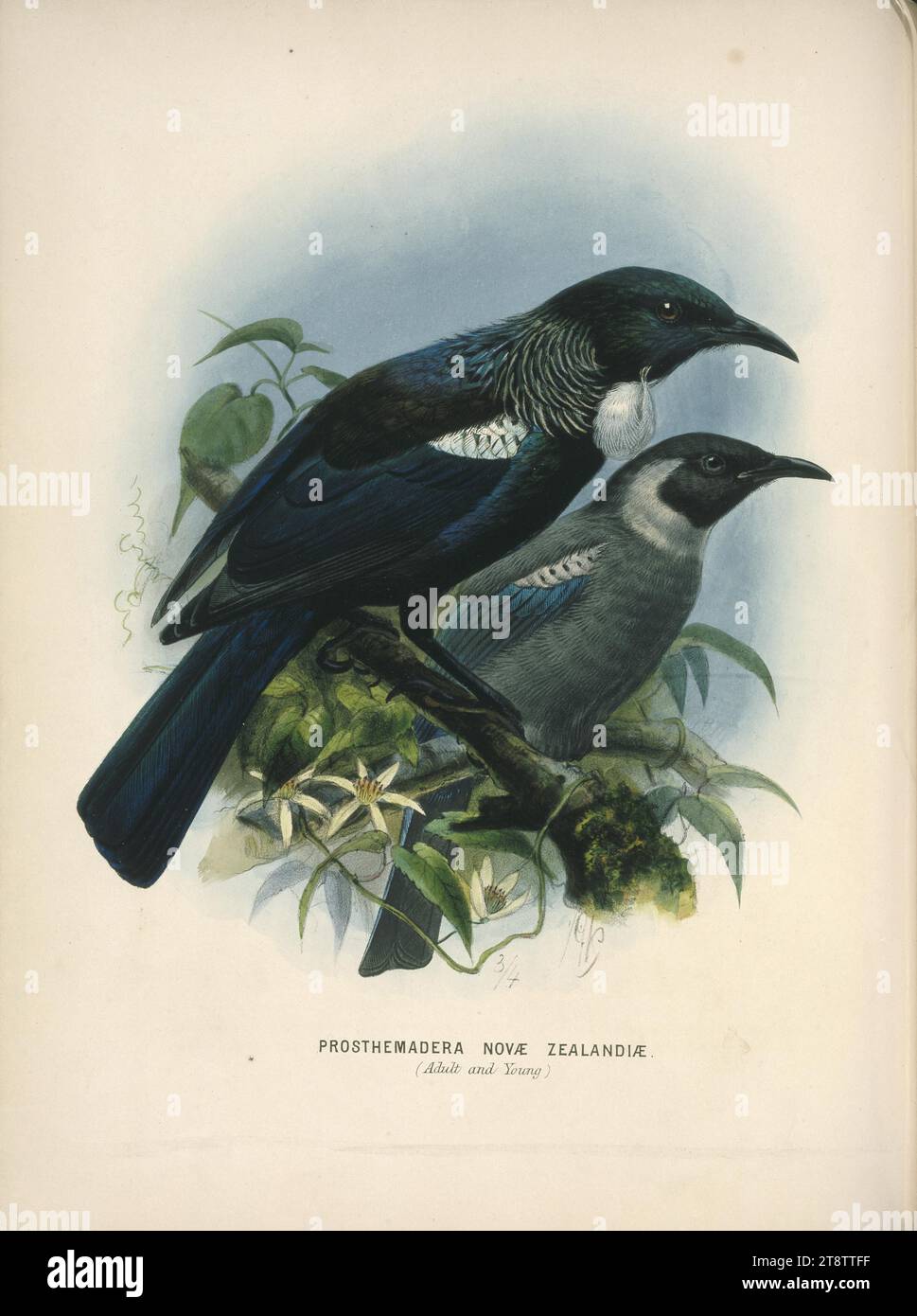 Keulemans, John Gerrard, 1842-1912, Prosthemadera Novae Zealandiae (adulte et jeune) Tui London, 1873, Une paire de tui vue de profil perchée sur des branches avec des clématites indigènes en fleur. L'oiseau adulte le plus proche montre toute sa gamme de couleurs de plumage et un hochet. Le plus jeune oiseau a des nowattle et est principalement gris en plumage, avec du bleu sur ses ailes seulement Banque D'Images