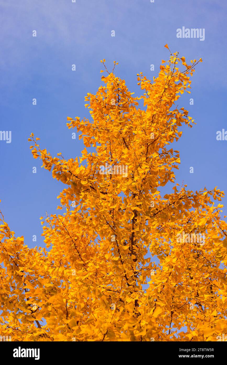 Feuilles orange jaune vif d'un arbre en automne contre le ciel bleu Banque D'Images