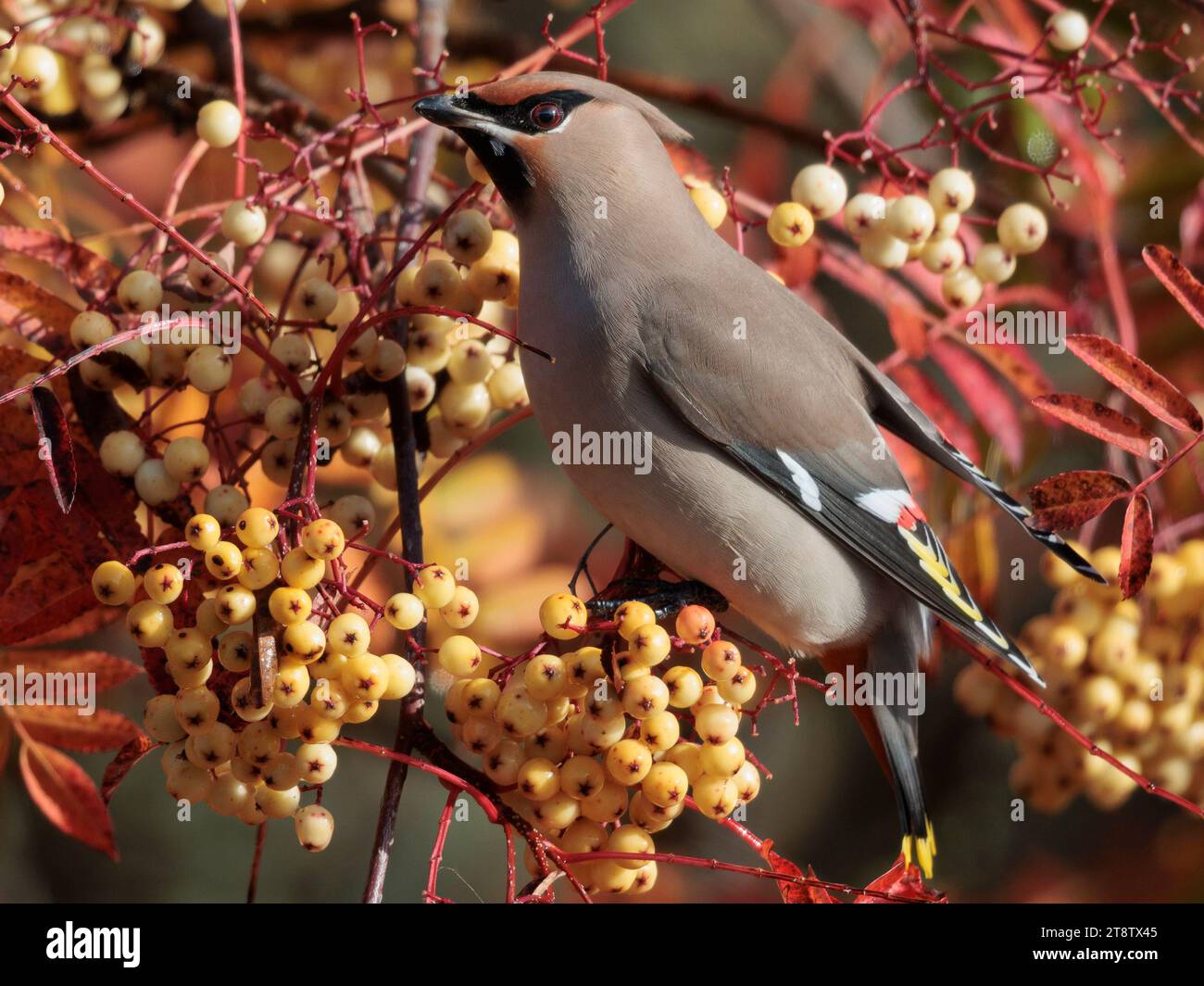 Waxwings de Bohême (Bombycilla garrulus) dans les Highlands écossais Banque D'Images