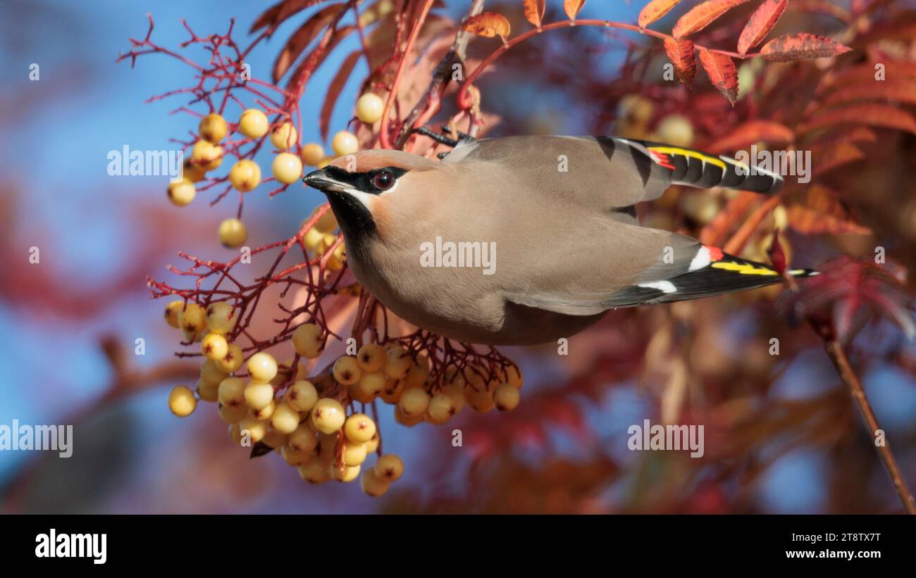 Waxwings de Bohême (Bombycilla garrulus) dans les Highlands écossais Banque D'Images