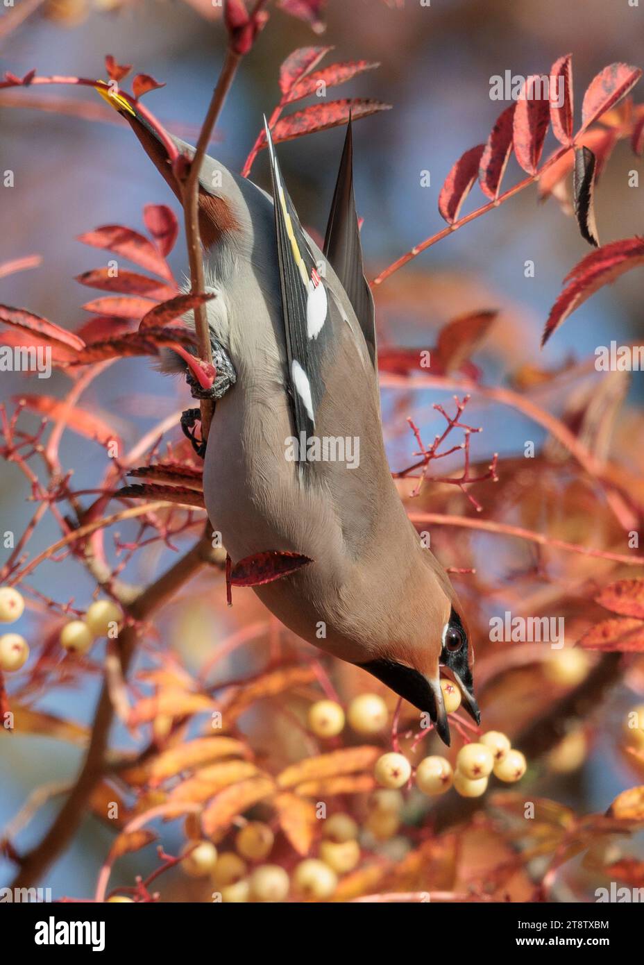 Waxwings de Bohême (Bombycilla garrulus) dans les Highlands écossais Banque D'Images