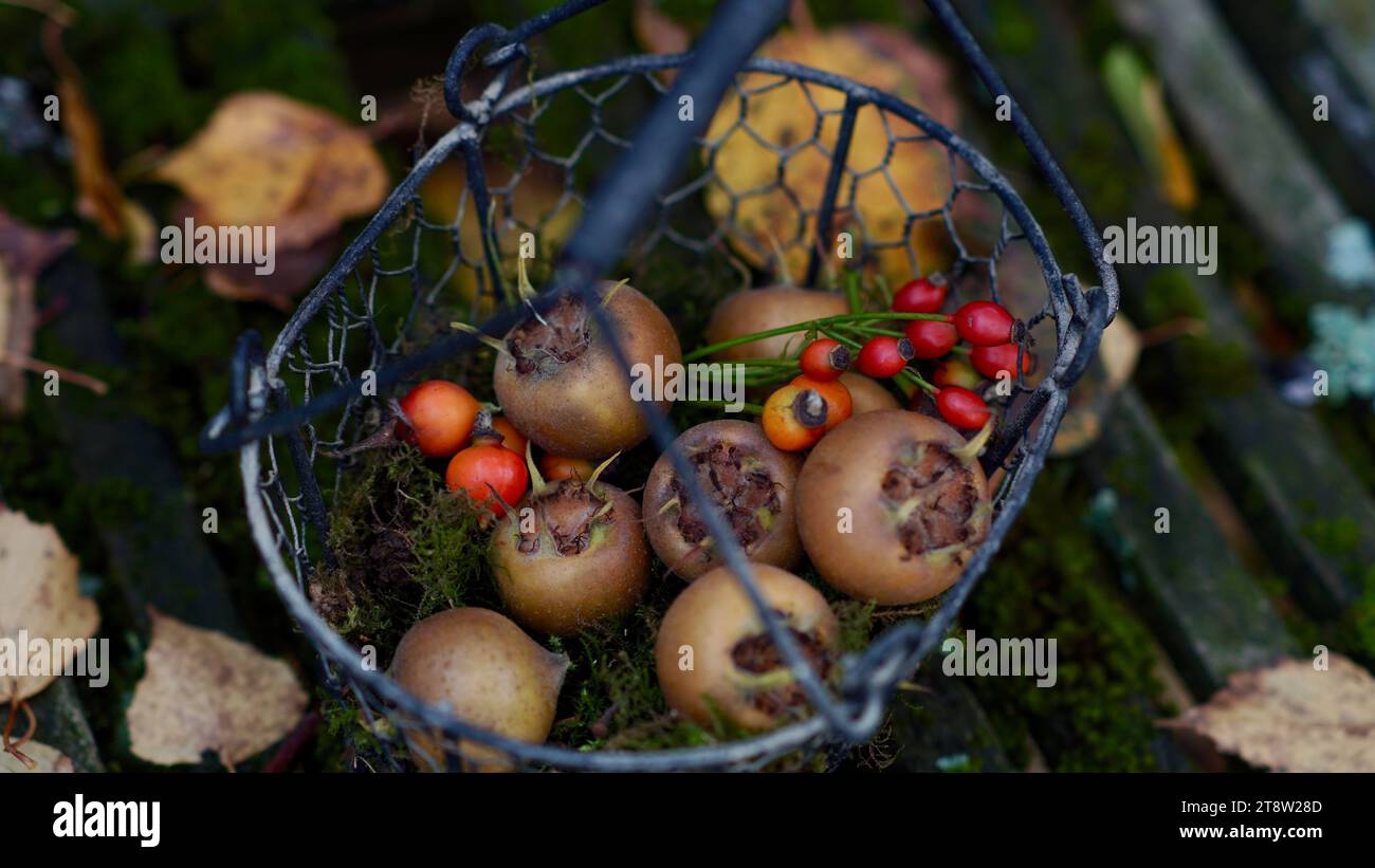 Fruits de medlar commun et de merdes rouges dans un panier en métal. Banque D'Images