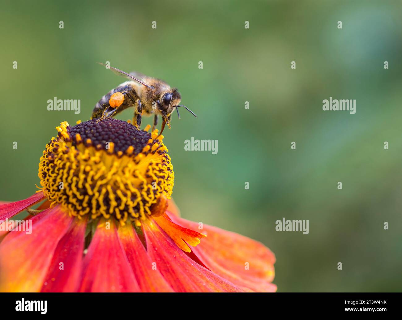 Abeille à miel Apis mellifera, sur le dessus de fleur d'Helenium avec un panier à pollen plein, nettoyage de sa langue avec pattes avant, bordure de jardin, août, Banque D'Images
