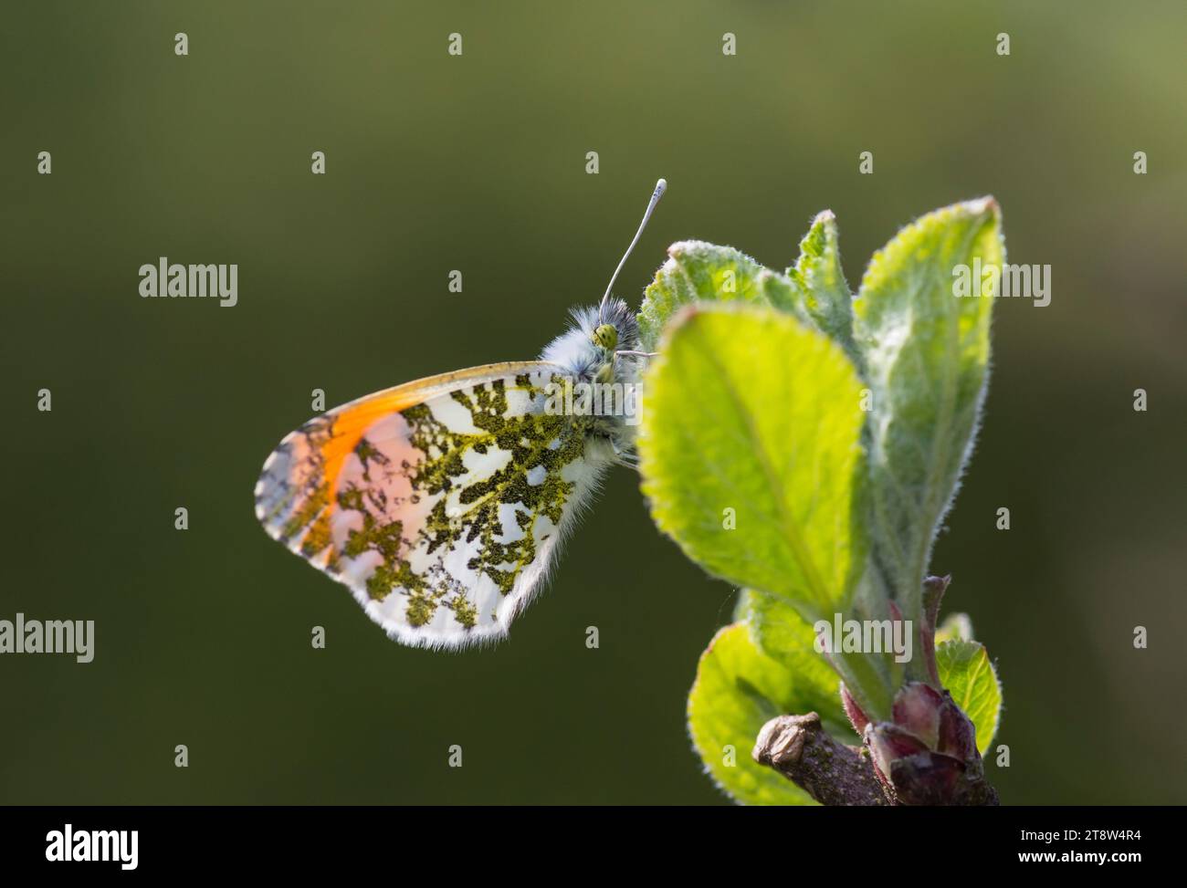 Papillon à pointe orange Anthocharis cardamines, mâle, inhabituellement au repos sur les feuilles dans un pommier dans le jardin, mai Banque D'Images