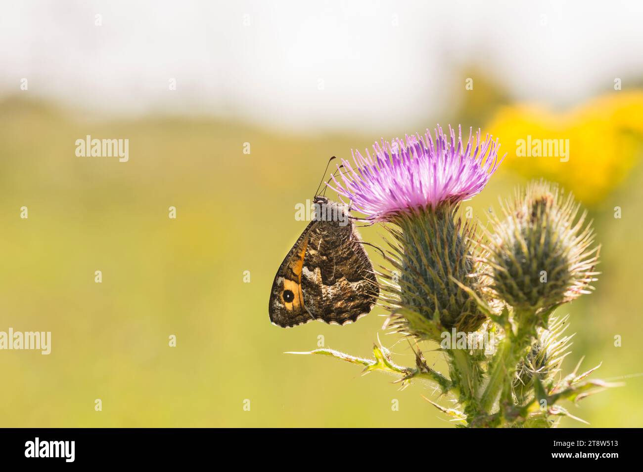 Hipparchia semele en gros plan, sur le côté, rétro-éclairé, se nourrissant de fleurs de chardon poussant dans les friches industrielles, Teesside, juillet Banque D'Images